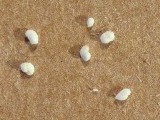 Foraminifera